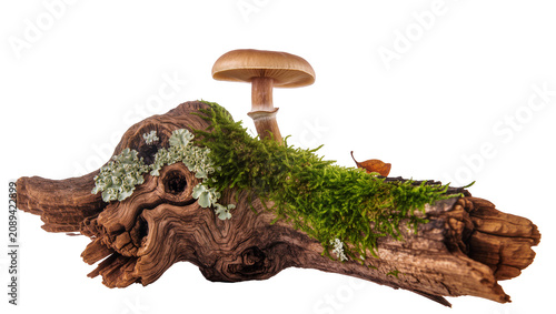 фотографія Isolated single mushroom, green moss, light lichen, and autumn leaf on weathered forest driftwood
