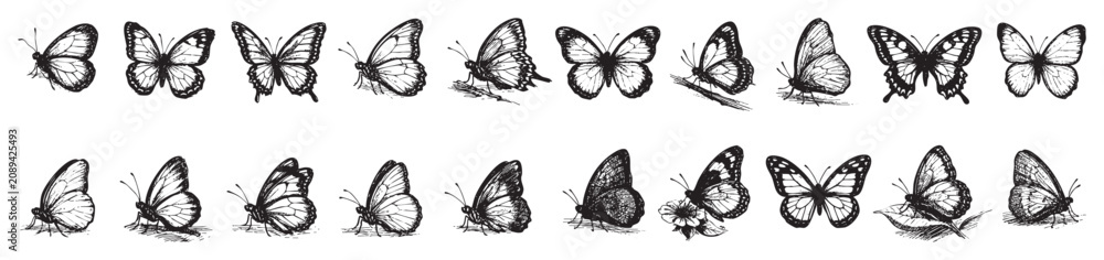 Naklejka premium Collection of hand-drawn black and white butterflies in various poses and perspectives, showcasing intricate wing details on a clean white background