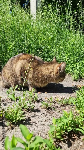 A brown tabby cat hunched over eating dry food from a dirt path surrounded by lush green grass on a sunny day. Concept of pet care, stray animals, and outdoor feline nutrition.