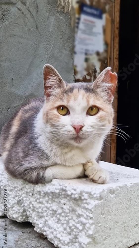 A dilute calico cat with bright orange eyes and a notched ear sits on a textured ledge. Concept of animal welfare, trap-neuter-return programs, and urban feline life.