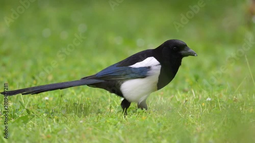 Black billed magpie walking while looking for food with its beak in the grass in a domestic garden in spring. Pica pica, Bellis perennis, Indre-et-Loire 37, région Centre-Val de Loire, France, Europe