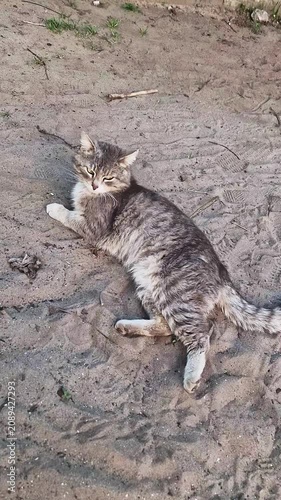 A fluffy grey and white tabby cat lies peacefully on a sandy dirt patch outdoors, looking sleepy. Concept of animal relaxation, outdoor stray life, and peaceful feline nature.
