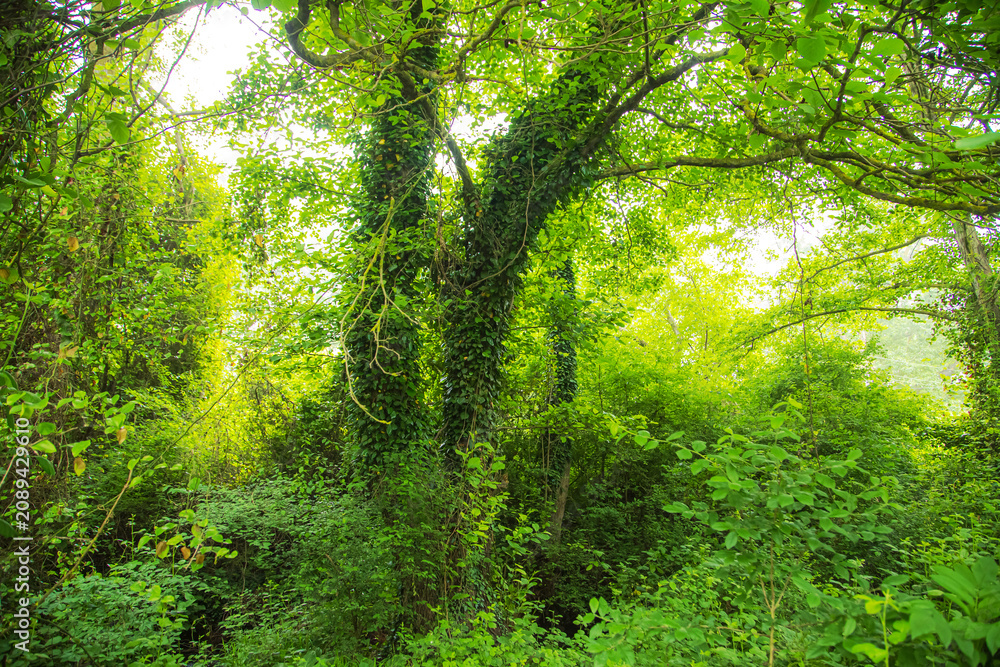 Fototapeta premium Unique subtropical relict liana Samur forest. Dagestan, Russia.