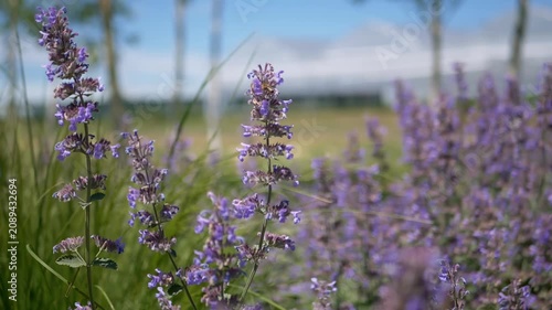 Close-up view of purple catmint flowers blooming in a sunlit meadow with a blurred background under a clear blue sky. Concept of summer tranquility, seasonal beauty, and nature.