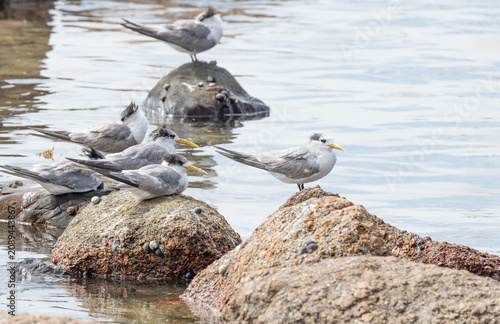 Lesser Crested Terns on a rock in Encounter Bay, South Australia, Australia