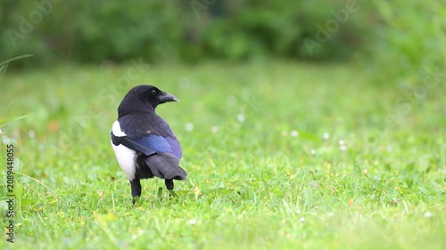 Black billed magpie walking, looking for food in the grass with its beak and eating in a domestic garden in spring. Pica pica, Indre-et-Loire 37, région Centre-Val de Loire, France, Europe