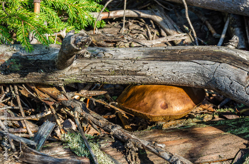 Boletus mushroom growing under a fallen log among dead branches and forest debris in a conifer woodland