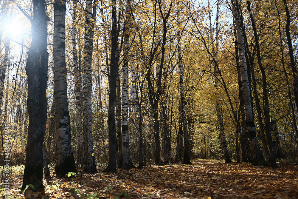 Naklejka premium autumn park, nature landscape, trees in a seasonal background