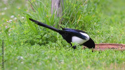 Black billed magpie walking in the grass toward a water saucer and drinking in a domestic garden in spring. Pica pica, Indre-et-Loire 37, région Centre-Val de Loire, France, European Union, Europe