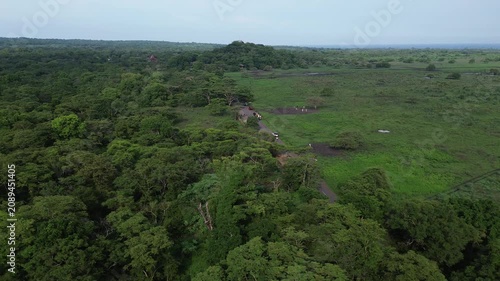 Aerial drone footage of a stunning panorama of Baluran mountain, in Baluran national park, with a vast dry savannah and a group of cows passing by, in Situbondo regency, Java, Indonesia