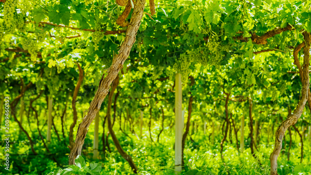 Fototapeta premium Lush green vineyard with grapevines growing on trellises under bright sunlight, showcasing healthy foliage and clusters of grapes in a rural agricultural setting