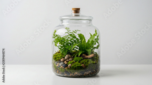 Terrario de cristal con musgo y helechos para decoración ecológica y conceptos de naturaleza.
