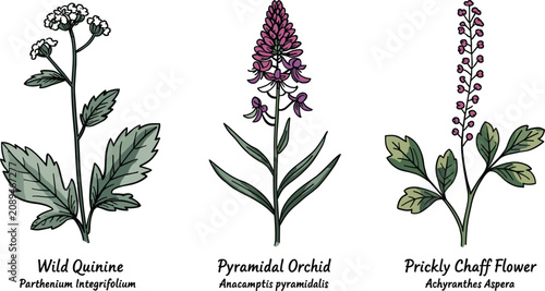 Fotografi Botanical wildflower illustration set vector drawing featuring wild quinine pyra