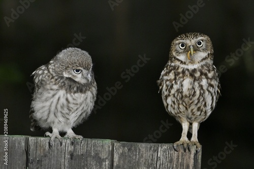 Adult Little Owl perched with food about to feed a young owl.