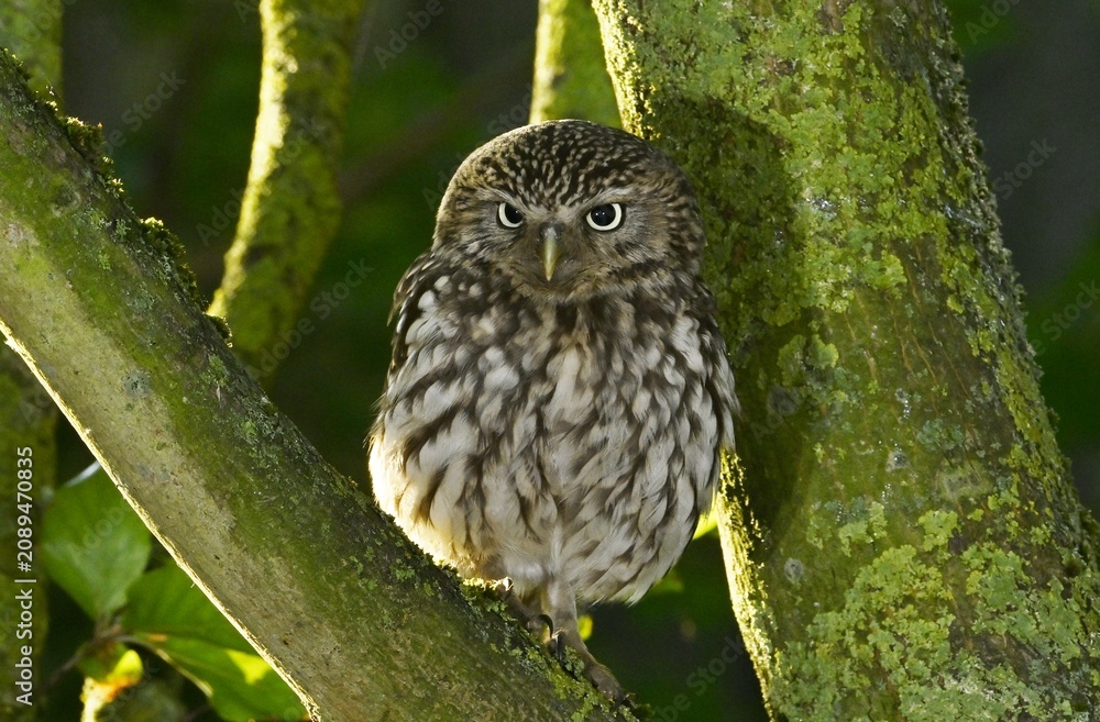 Fototapeta premium A Little Owl perched on a branch in a tree early morning.