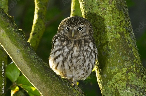 A Little Owl perched on a branch in a tree early morning.