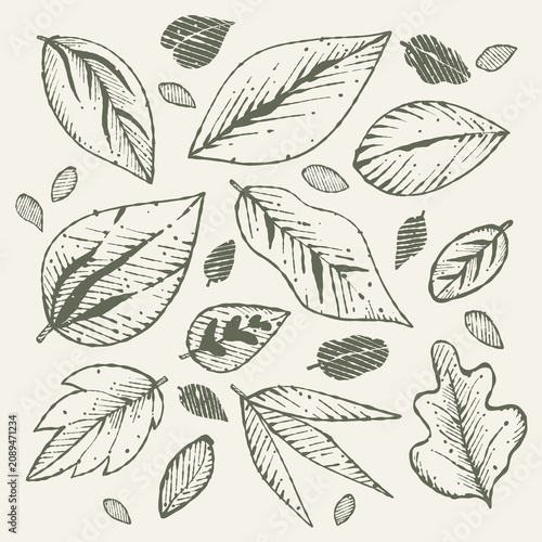 Hand Drawn Botanical Leaves Collection – Vintage Engraving Style Vector Set