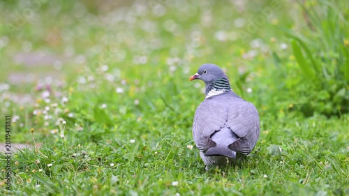 Wood pigeon in alert observing and taking flight in the grass in a domestic garden in spring. Columba palumbus, Indre-et-Loire 37, région Centre-Val de Loire, France, European Union, Europe