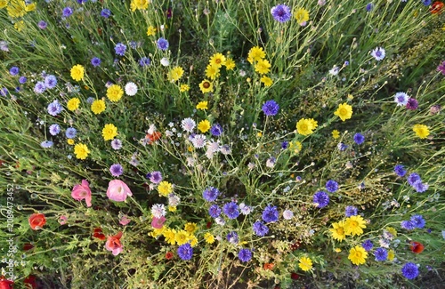 Ariel view down on to wild flowers.