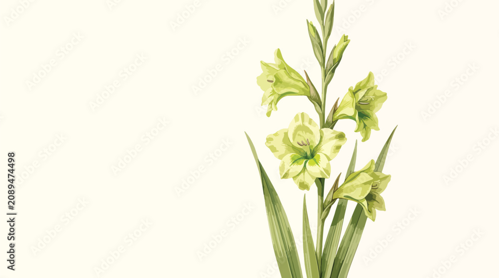 Fototapeta premium Vintage botanical illustration of a green gladiolus flower, antique floral vector art on a cream background, elegant garden plant print