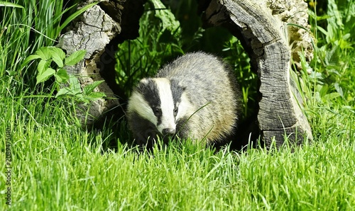 A badger coming through a log.