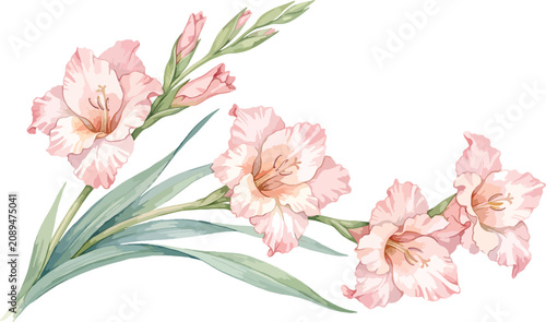 Vintage watercolor gladiolus branch vector, elegant pink gladioli flowers with green leaves, romantic floral design element for wedding invitations
