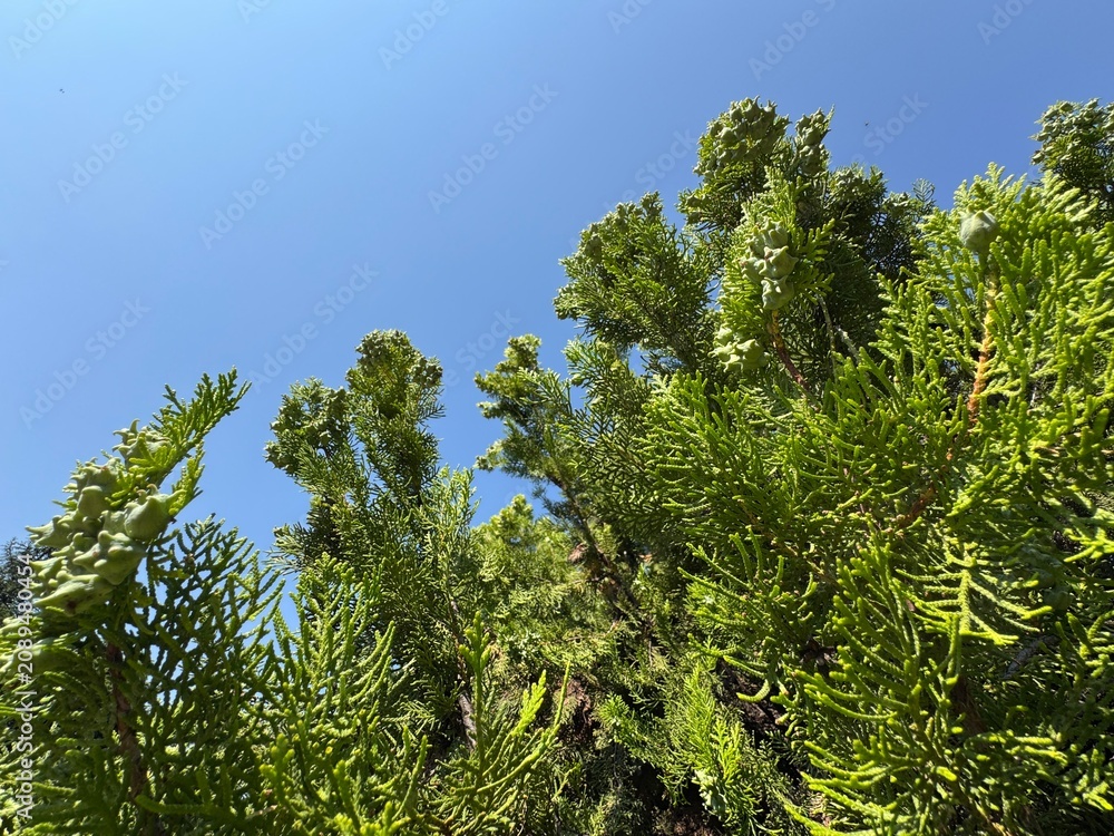 Fototapeta premium Young green seed cones growing on the dense branches of a Chinese thuja tree (Platycladus orientalis) reaching towards a clear blue sky on a bright, sunny summer day in a park.