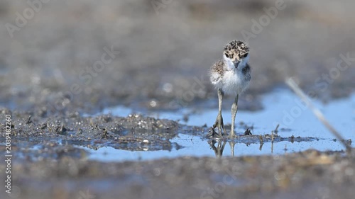 Natural moments of an adorable, tiny Spiny Lapwing (Vanellus spinosus) chick foraging for food along the edge of a wetland, with its reflection in the water.