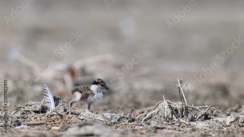 A unique macro shot of an adorable, tiny Spiny Lapwing (Vanellus spinosus) chick, hidden by its camouflage in its natural habitat.