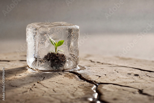 Green Seedling Frozen in Ice on Cracked Dry Soil
