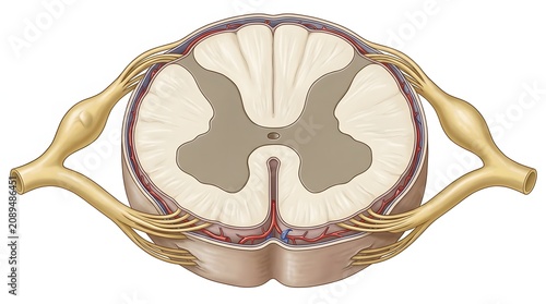 human body Cross section of the human spinal cord showing gray matter white matter and nerve roots