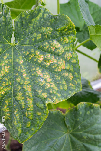 Quadro su tela Close up view of a green cucumber leaf showing signs of downy mildew infection w