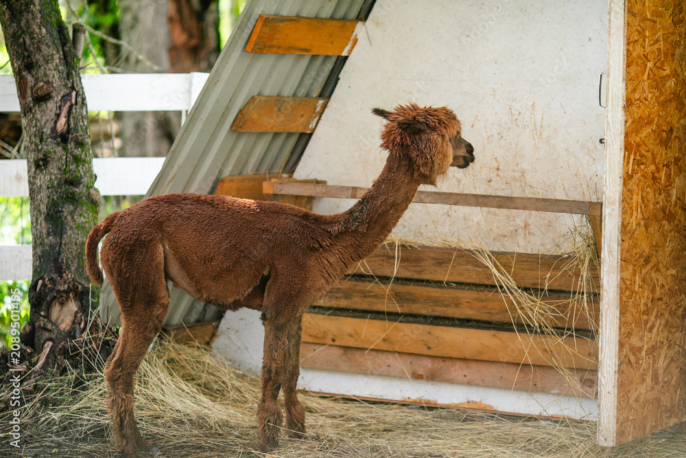 Fototapeta premium Brown alpaca portrait with shaggy fleece and soft blurred green background.