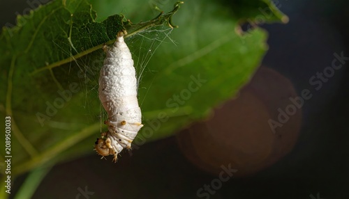 Silkworm caterpillar spinning its protective chrysalis attached to a green leaf, showcasing nature's intricate transformation process