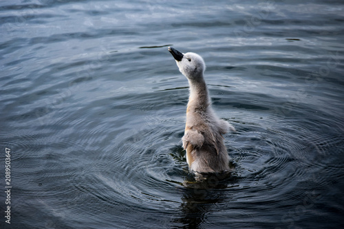 Obraz na plátně Cygnet in the water