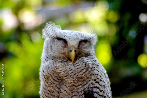 Canvas Print The barred owl is a nocturnal or crepuscular bird