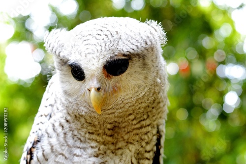 Photography The barred owl is a nocturnal or crepuscular bird