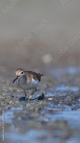 An adorable An adorable Common Sandpiper (Actitis hypoleucos) foraging for food on a mCommon Sandpiper (Actitis hypoleucos) foraging for food on a muddy shore. Close-up details in its natural habitat.