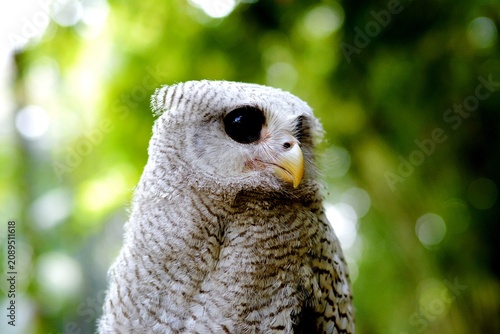 Quadro em tela The barred owl is a nocturnal or crepuscular bird