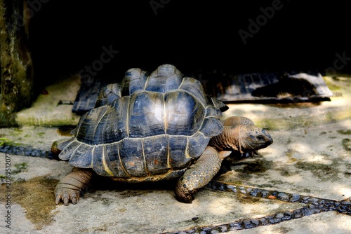 Fotografía The turtle's shell is a vital part of its skeleton, primarily serving as natural protection against predators