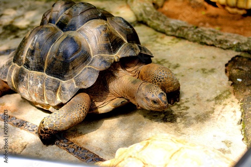 Obraz na płótnie The turtle's shell is a vital part of its skeleton, primarily serving as natural protection against predators