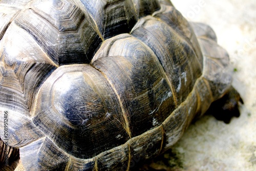 Foto The turtle's shell is a vital part of its skeleton, primarily serving as natural protection against predators