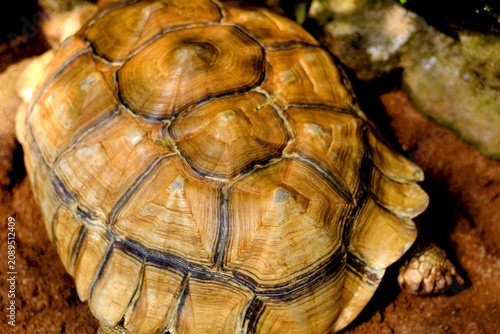 Fotografía The turtle's shell is a vital part of its skeleton, primarily serving as natural protection against predators