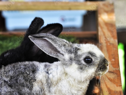 Принти на полотні Rabbits are highly social and active herbivorous mammals, not solitary animals that prefer to be kept in captivity