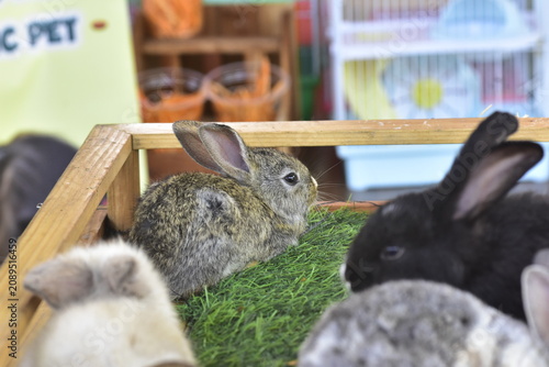Картината върху платно Rabbits are highly social and active herbivorous mammals, not solitary animals that prefer to be kept in captivity