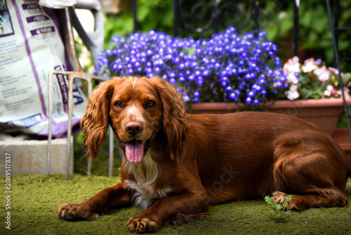 Konstfotografi english cocker spaniel