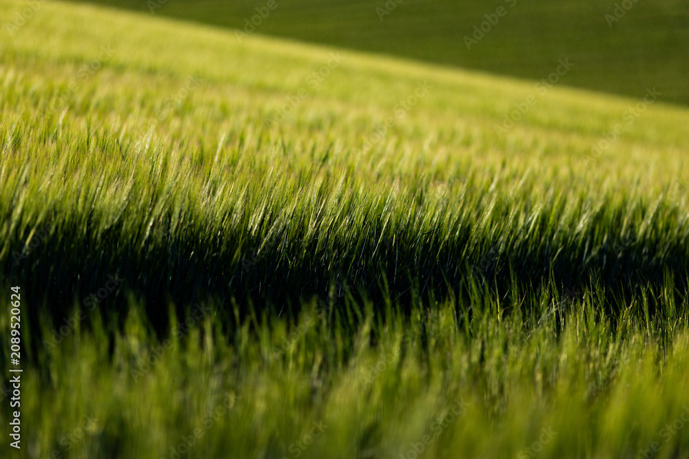 Obraz premium abstract background of green wheat