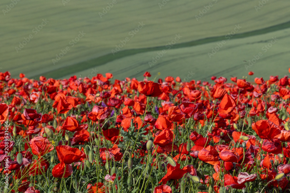 Fototapeta premium poppy field in Moravia Czech Republic