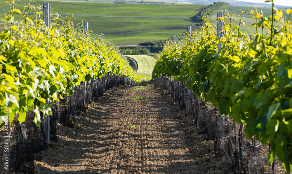 Fototapeta premium vineyards in spring in Moravia Czech Republic