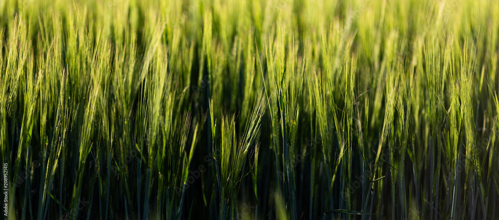 Obraz premium abstract background of green wheat
